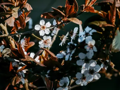 Kineko Cazino Cazinou Aplicație mobilă
